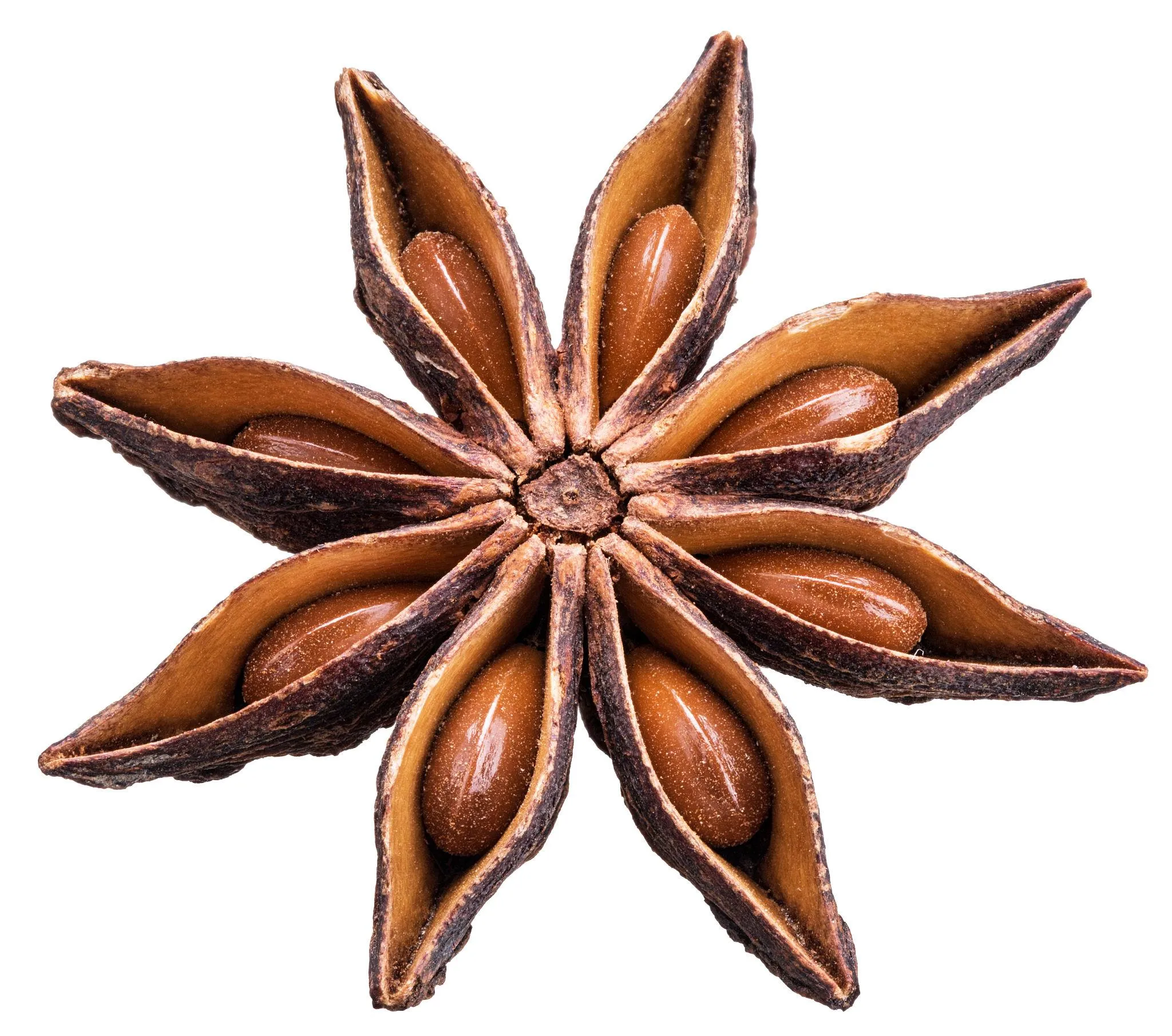 Brown 8-point star anise pod with glossy seeds in each point